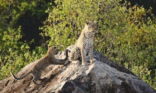 manual for cub cadet ltx 1045