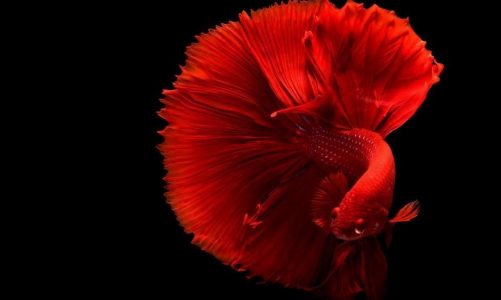 the rainbow fish pdf